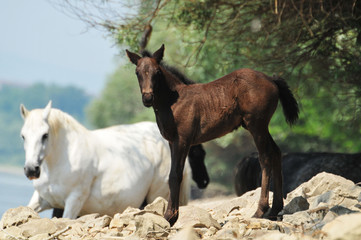 horses on pasture