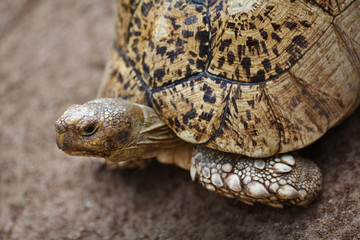 Big Tortoise close-up of head and shell
