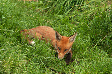 fox cub in grass