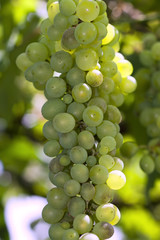 white grapes close up