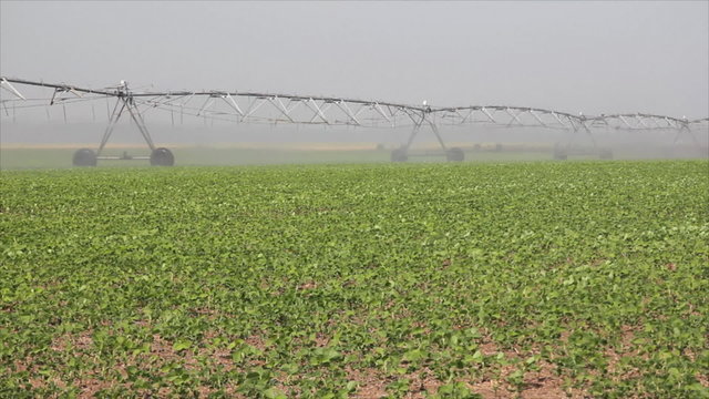 Irrigation of soybean in the field