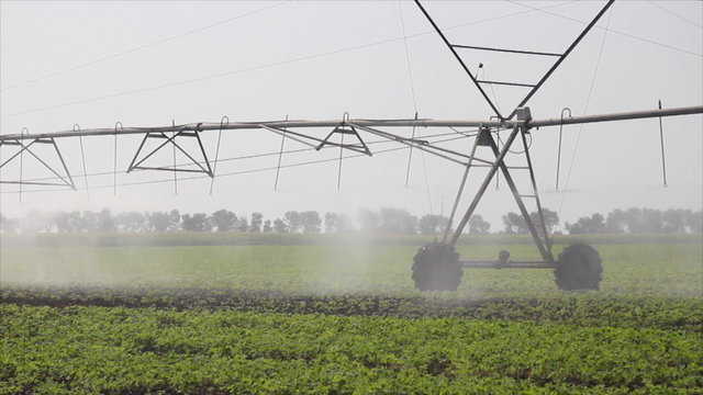 Irrigation of soybean in the field