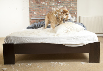 Dog demolishes pillow