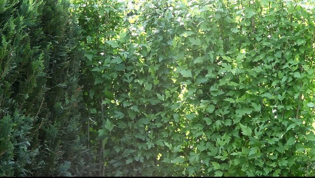 Hecke