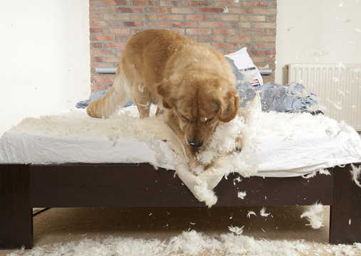 Dog demolishes pillow