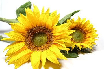 Sonnenblumen