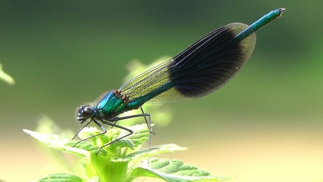 Geb&auml;nderte Prachtlibelle - Calopteryx splendens