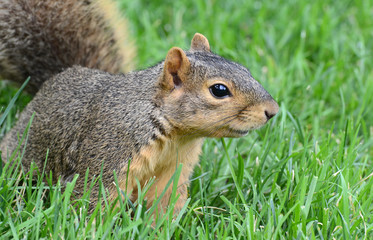squirrel looking right