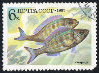 Naklejka premium poststamp fish