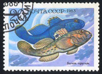Naklejka premium poststamp fish