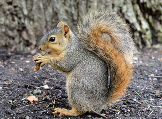 squirrel eating peanut