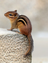 Chipmunk