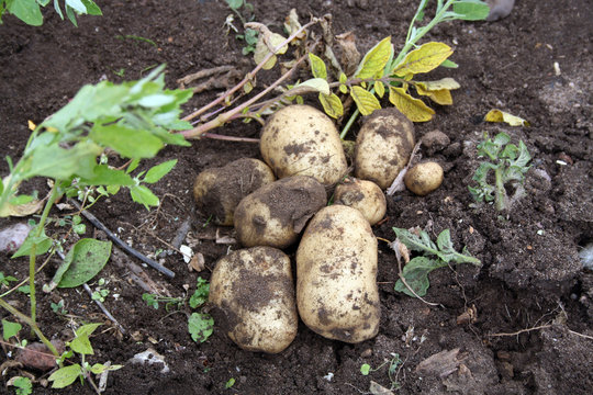 earthing up potatoes