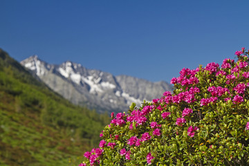 Obraz premium Alpenrosenblüte