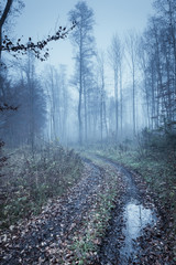 Obraz premium autumn forest