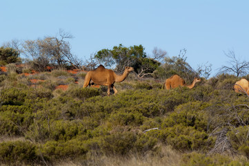 Naklejka na ściany i meble Kamel im Outback