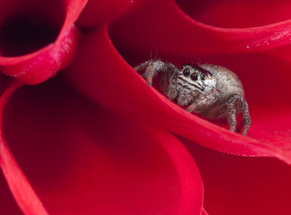 Spider in red Dahlia
