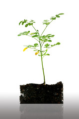Horse redish tree seedling