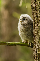 An young Ural Owl (Strix uralensis)