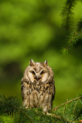 Long Eared Owl (Asio otus, Strix otus)