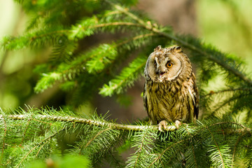 Long Eared Owl (Asio otus, Strix otus)