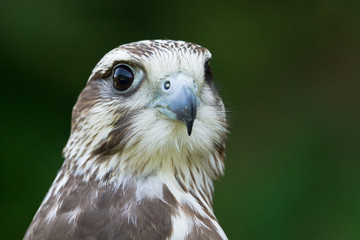 A Hawk Portrait