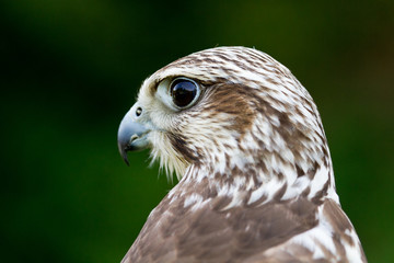 A Hawk Portrait