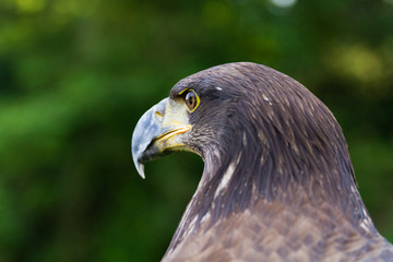 An Eagle Portrait