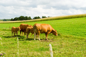 Limousine Cows