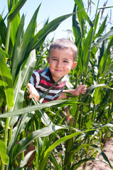 Little boy hide in corn