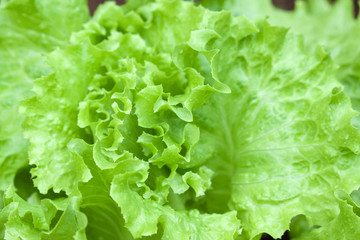 salade verte