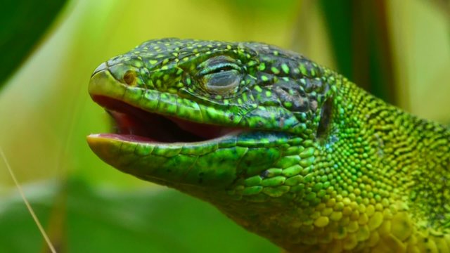 Various Lizards Portraits