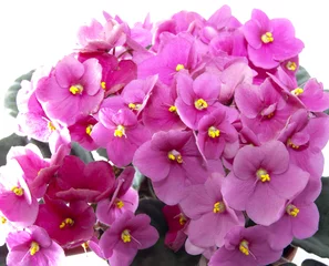 Voilages Macro Violettes