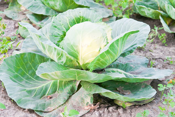 cabbage
