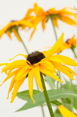 Yellow Rudbeckia hirta in flower garden