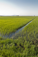 Risaia in Maremma, Toscana