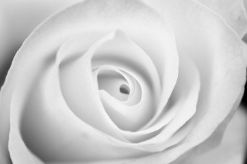 black and white picture of a rose with shallow DOF