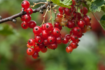 Currant