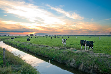 Weideland mit Schwarzbunten Rindern in Ostfriesland - obrazy, fototapety, plakaty