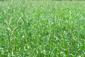 Fototapeta premium green grass