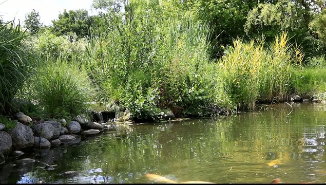bassin aquatique de carpe ko&iuml;