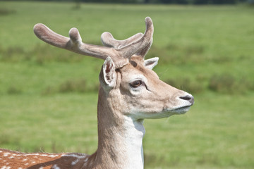 deer portrait with velvet antlers