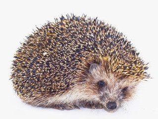 prickly hedgehog is isolated on a white background