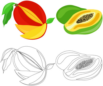 mango und papaya set outlines