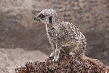 meerkat sat on a branch