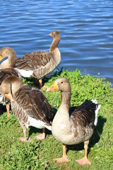 oies au bord d'un lac