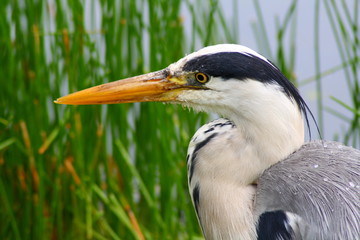 Heron close up