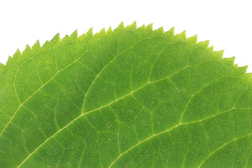 macro of a leaf; isolated on white.