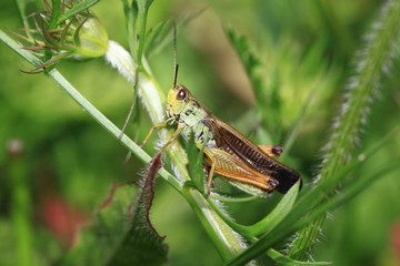 Fototapeta premium l'insecte