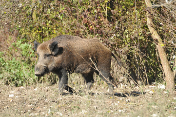 wild boar